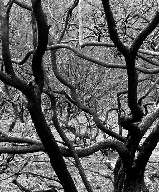 #authorsforfireys: ‘Ash Forest’ by Magdalena Ball