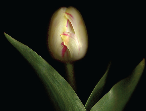 <i>Westerly</i> Issue 55.1