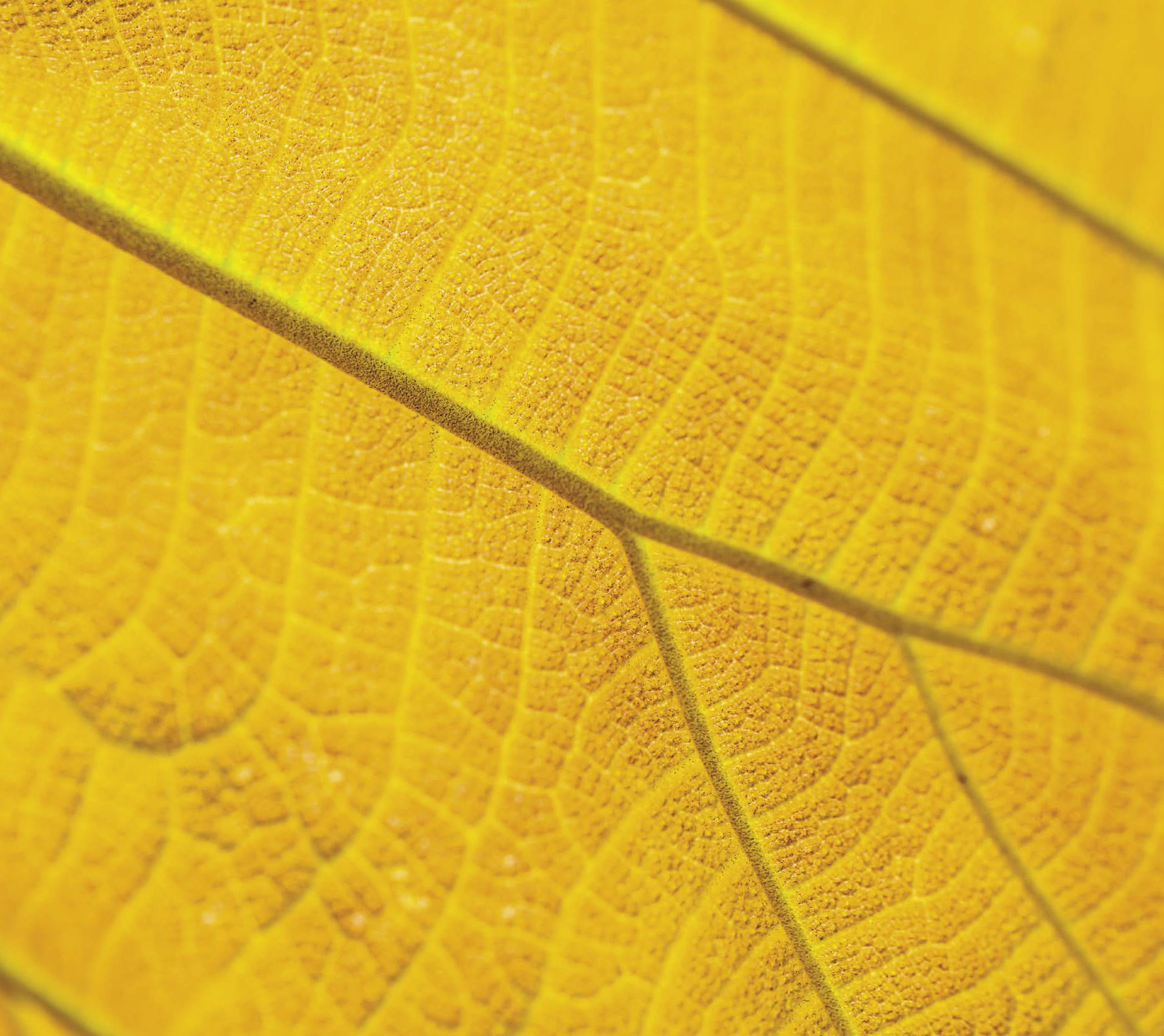 <i>Westerly</i> Issue 63.2