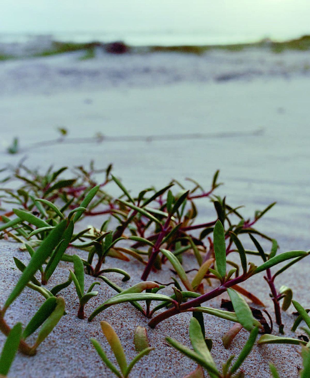 <i>Westerly</i> Issue 66.1